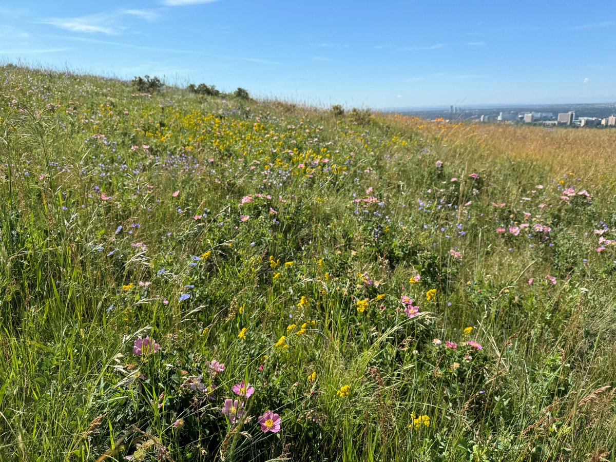 We have the opportunity to increase biodiversity, contribute to ecological resilience, and SAVE money.

Roadside naturalization, the facts:
co11aborate.ca/statements/roa…

#yyccc