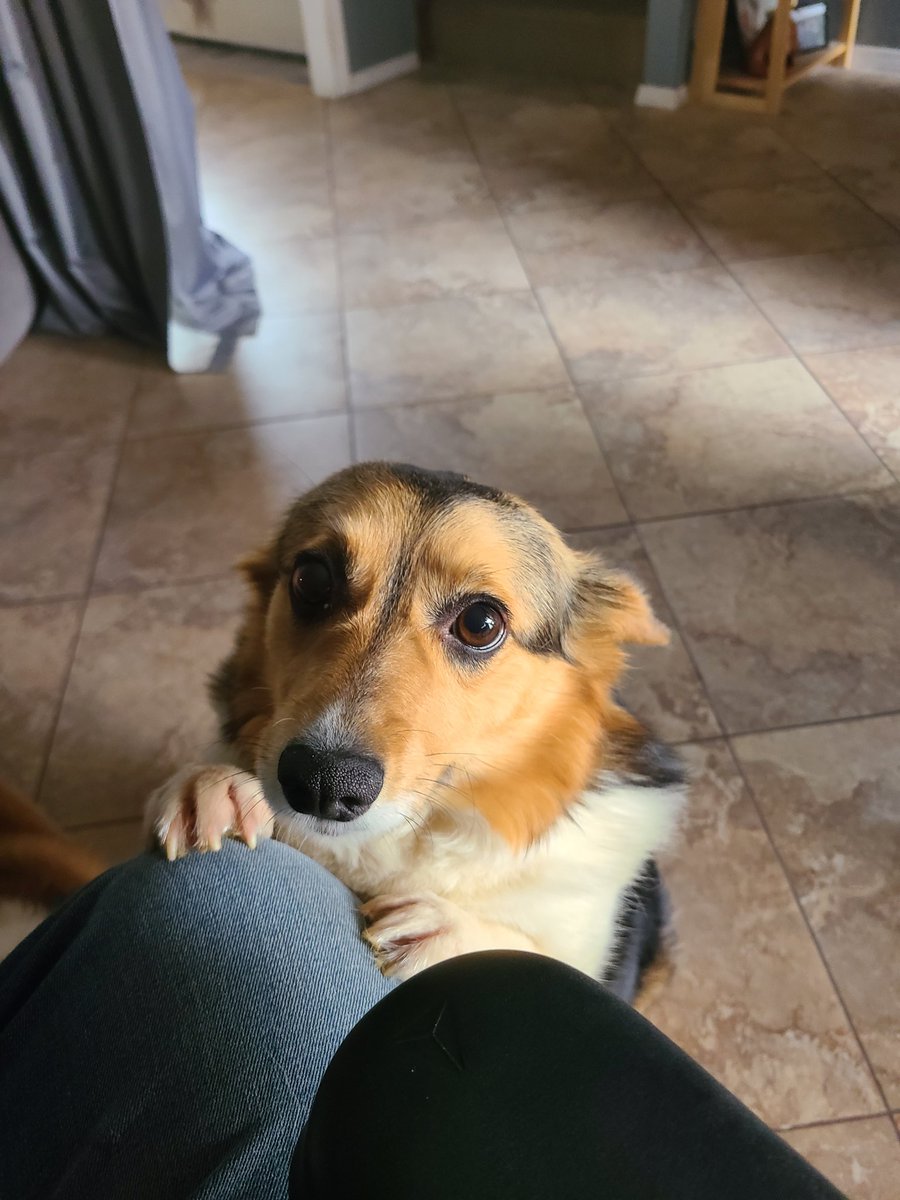 DunnyThiccc's tweet image. My sweetest Rin has moved on today. Rest well little one. You loved me through so much
