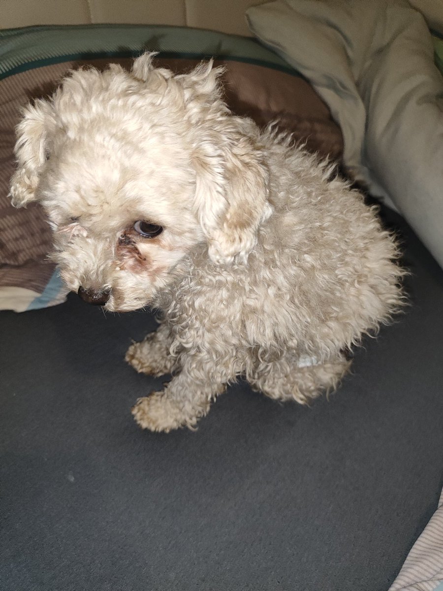 JJMaybankstan's tweet image. My puppy gave me the side eye cause I cut her off with the treats. Although she had five already. The struggle is real #puppymom 🙄 hope that made you smile 😂