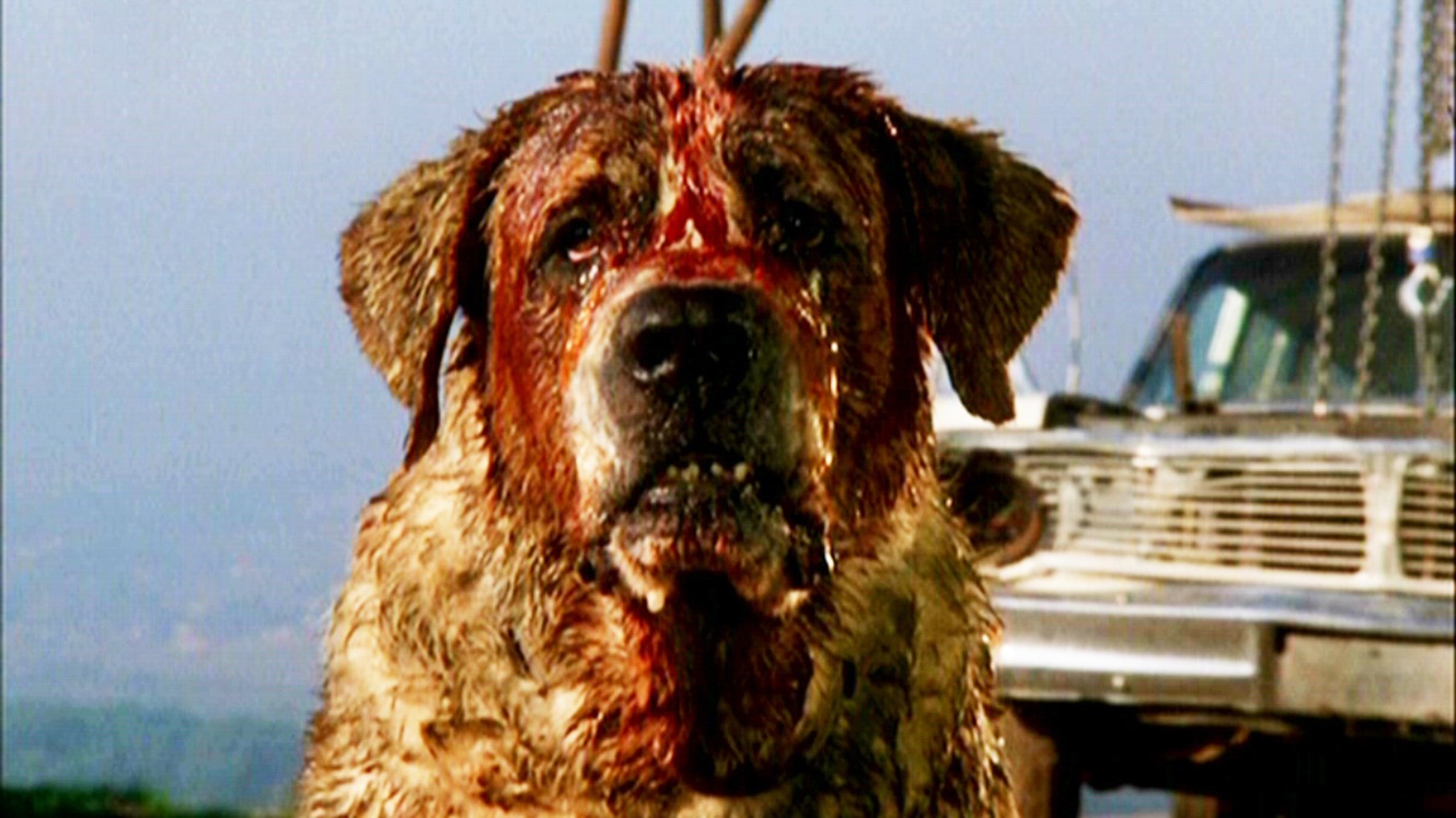 Bloody Disgusting on X: "Stephen King's CUJO is headed back to the screen, with @DEADLINE reporting that Netflix and producer Roy Lee are resurrecting the killer dog with a brand new movie.