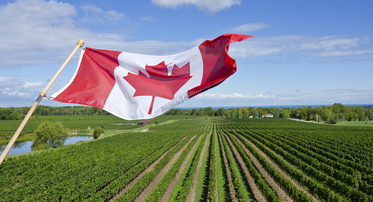 There’s no better time to explore the rich flavours of #OntarioVQA wines. 🇨🇦🍷From bold reds to world-famous Icewine, discover your next favourite bottle. Read more from Sommelier Jane Staples 👉 bit.ly/43D0xPJ

#OntarioWine #ontarioproud #buycanadian <a href="/bellovinoj/">Jane Staples</a>