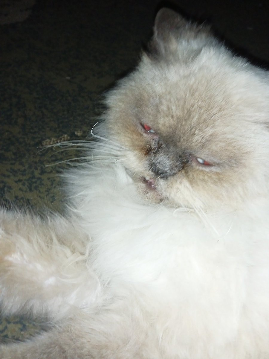 aboodaljbour16's tweet photo. Yesterday, I begged for help to buy my sick cat Lucy’s medicine 😢, but today I woke up with no support 💔. A tiny life depends on you , and no one cares? 😞 Is this the world we want?  Prove your love!  Any donation could help 🙏.
https://t.co/FSeXVAuQzs https://t.co/LntdM1huVJ