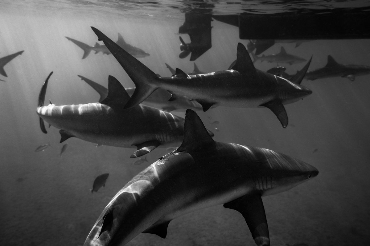 adamnishimages's tweet photo. Art Underwater https://t.co/uKULBwiv6U