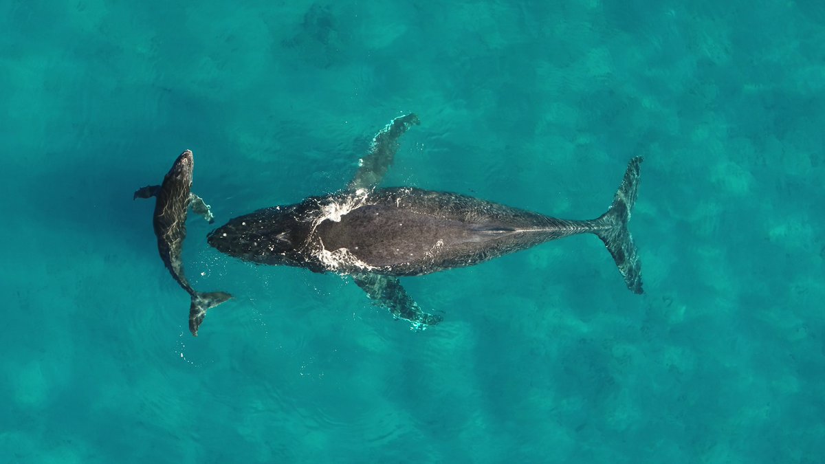 Whales leave nutrient-rich cold water, swim thousands of miles to lower-latitude calving grounds-and pee out nutrients, feeding warm-water ecosystems and making animals the "circulatory system of the planet," says <a href="/roamnjoe/">Joe Roman</a>: go.uvm.edu/i50l6
Photo: Martin van Aswegen