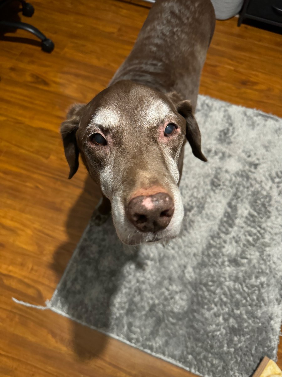 unseenopium's tweet photo. Dear Playboi Carti,

My Dog Snickers was such a huge fan of you, i put him onto your music when we rescued him in 2021. He has listened to all of your features, singles, fit pics, and billboards. He cried with me in times of radio silence, and cried in times of happiness when you performed new music at Rolling Loud and dropped singles. He loved late night car rides while listening to Different Day and Over. He waited all his life to hear I AM MUSIC, and unfortunately passed away in February of this year. You should feel a lot of remorse for not dropping in 2024, HE wanted to hear it the most out of all of your fans. For him, the least you could do is drop Friday :/
