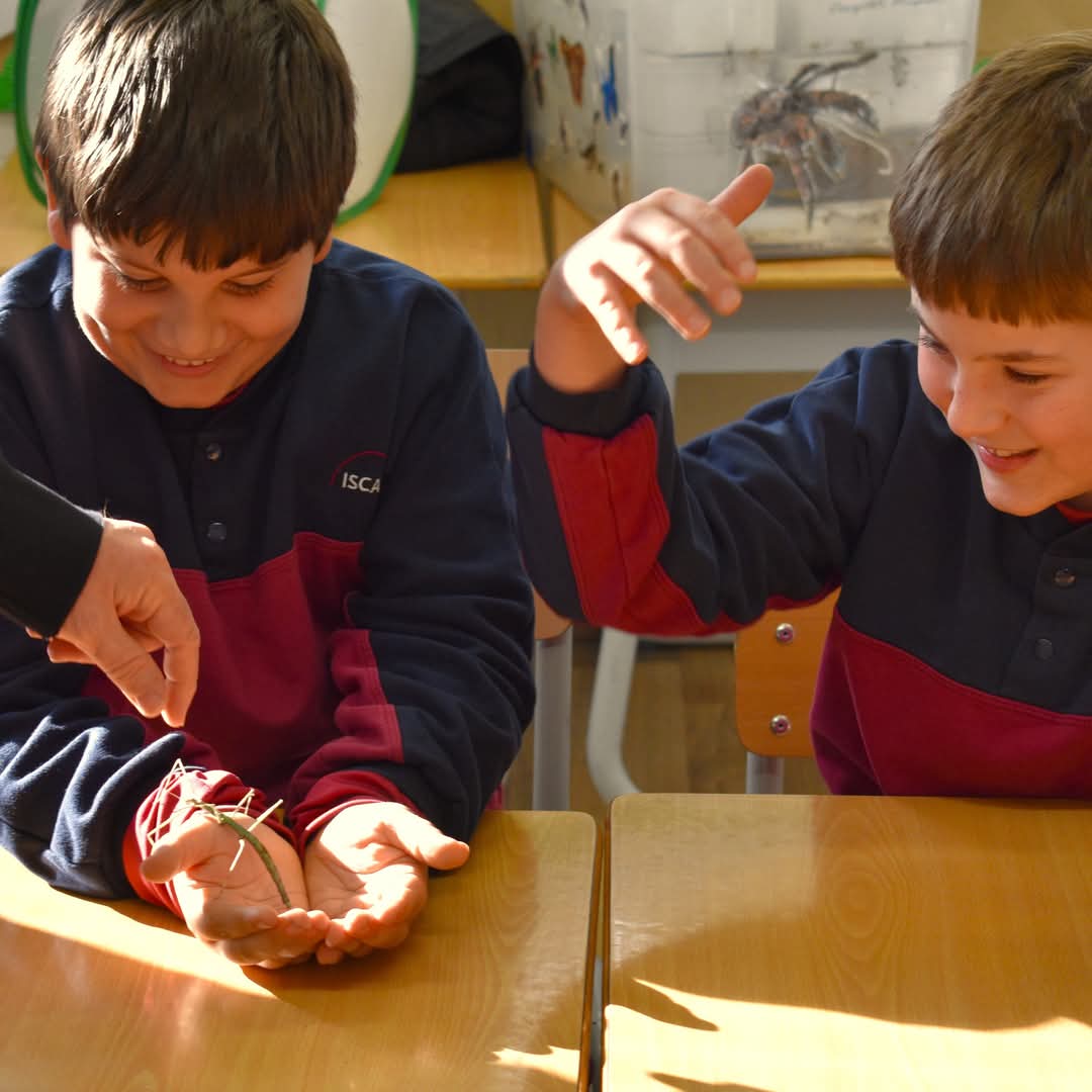 ISCAT_School's tweet photo. 🕷️Our Year 3-5 students explored the fascinating world of insects in an exciting Bugs Workshop led by Sergi Romeu from @mcngranollers. From stick insects to tarantulas, scorpions, &amp; snails, students learned about life cycles, diets, &amp; more! Many thanks Sergi! 💚 https://t.co/Il6jh5q2aI