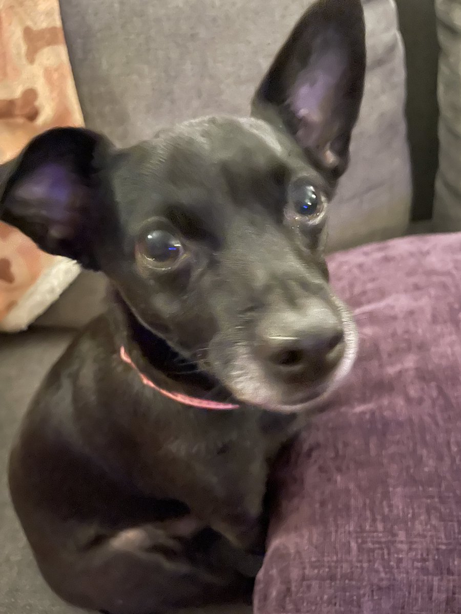 Foster pup Jasper played with toys yesterday! He’s decompressing well. Now, he needs to learn some basic training and some socialization. #AdoptMe #adoptable #Chihuahua