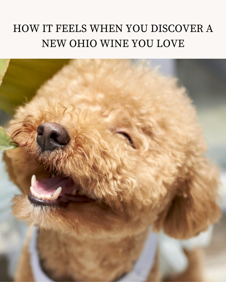 ...and there’s plenty more where that came from. 🍷🐶