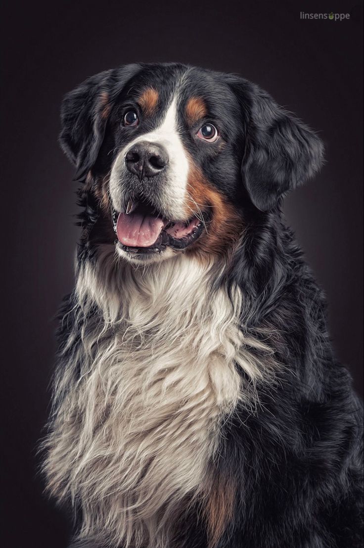 RockyMax35's tweet photo. 🎾 What is your dog’s favorite game to play?
.
.
.
#dog #dogsofinstagram #dogs #puppy #doglover #dogstagram #dogoftheday #doglife #instadog https://t.co/p6gD3Labfh