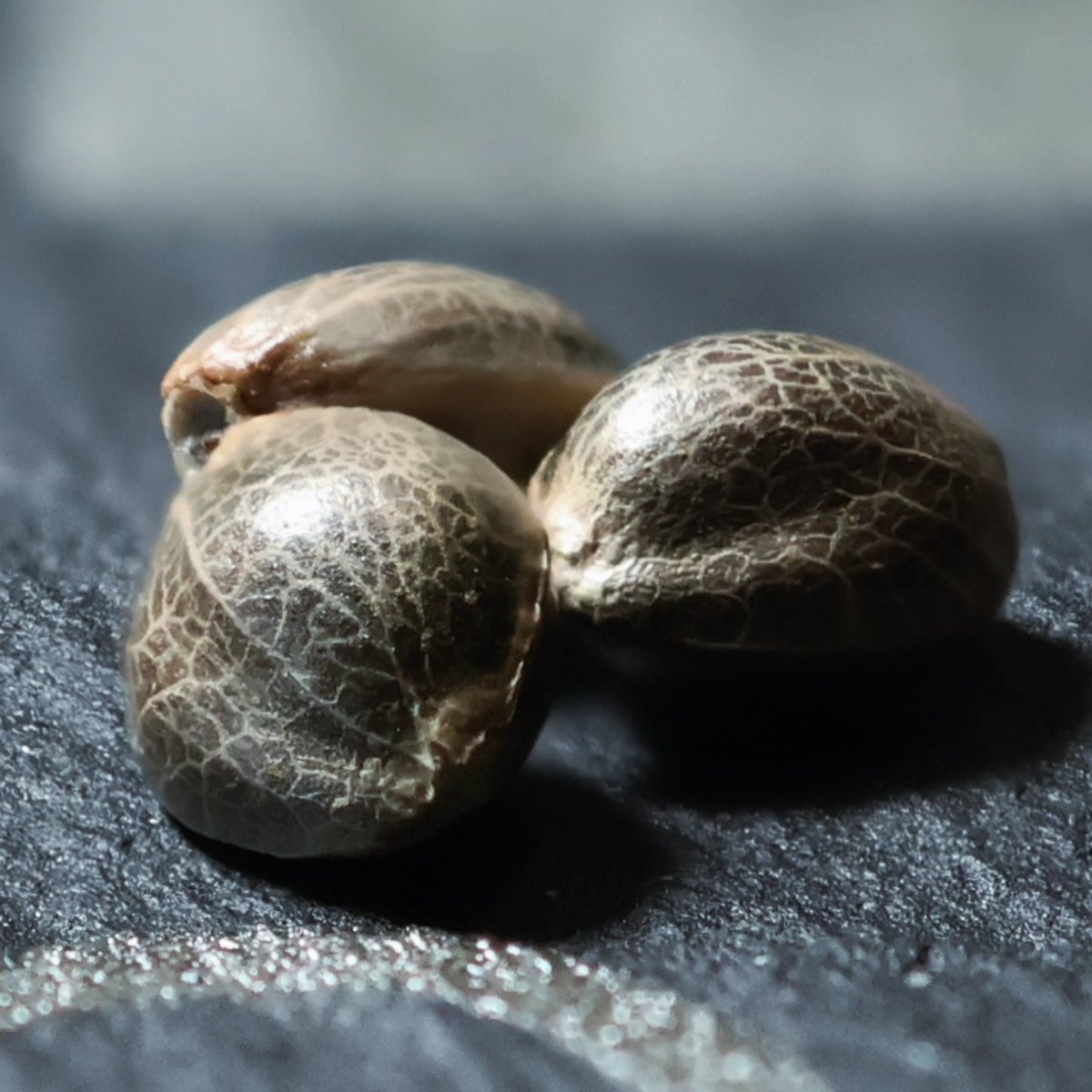 Triple Scoop. I've asked around and these seem to be a favourite for several top shelf growers. I've been told it has a nice grape pine terp that I can't wait to taste. #34streetseedco #triplescoop #superlemonhaze #kushcookies #cannabiscommunity #cannaculture #plantsaremedicine