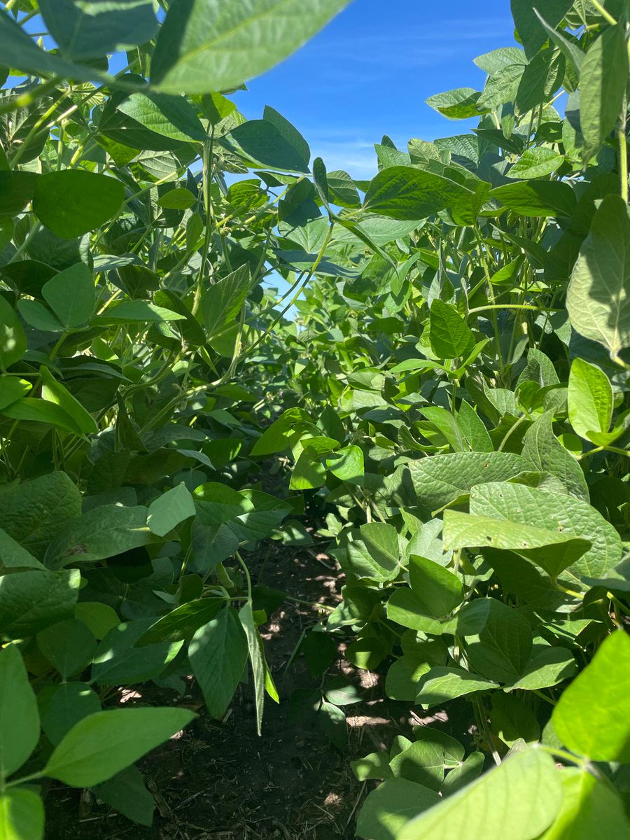 SOJA M´BARETE, raíces sanas.

Durante el mes de febrero recorrimos junto al equipo de ingenieros de <a href="/YalfinSA/">Yalfin</a> y <a href="/greatseeds/">Seeds of Greatness</a> chacras en Soriano de soja M´barete de Great Seeds.