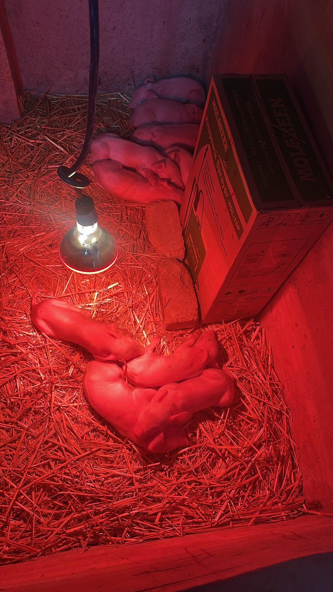 We occasionally meet pig farmers who require technical assistance way after they've commenced production and the best possible advise we offer them is related to starting over the entire project, mostly Depops (depopulating),make corrections and then Repops (repopulating). Sadly