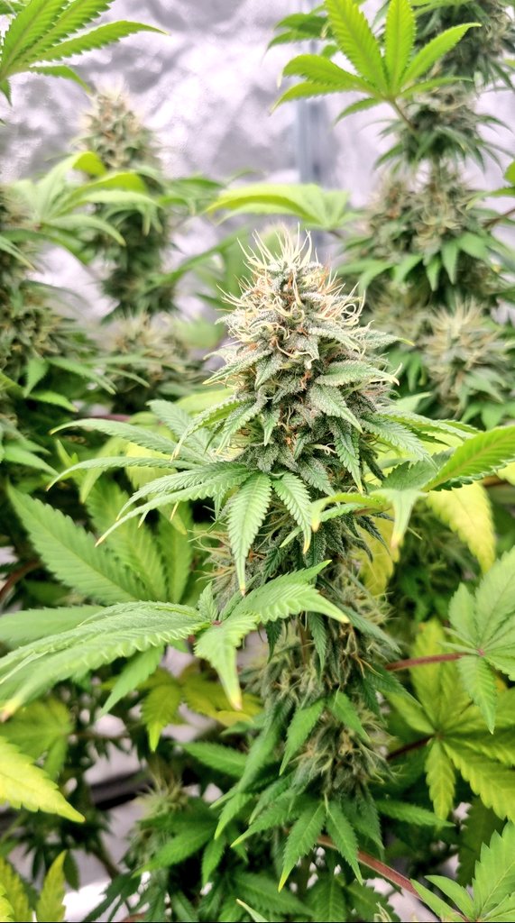 KannabiaSeeds's tweet photo. COOKIES HAZE de #KannabiaSeeds 🌱 @KannabiaSeeds @Kannabia_Samen @Kannabia_US
📷: @JulienAkaLeDoc ¡Gracias! 😋😍💯🧡💚
ℹ️ #CookieszHaze #seeds
➡️ https://t.co/of0HcSXB4B
Fem ♀️
Super Silver Haze x Afghan
Sativa dominant hybrid
🛒 -35% de #descuento #HighLevels #Promo 🥳