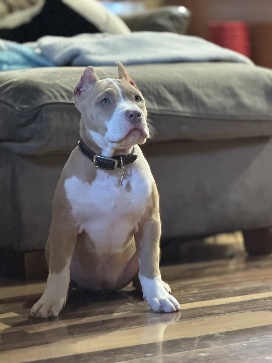 Bosscobullies's tweet photo. BABY GIRL LOOKING 👀 https://t.co/lcwx0L6vzq