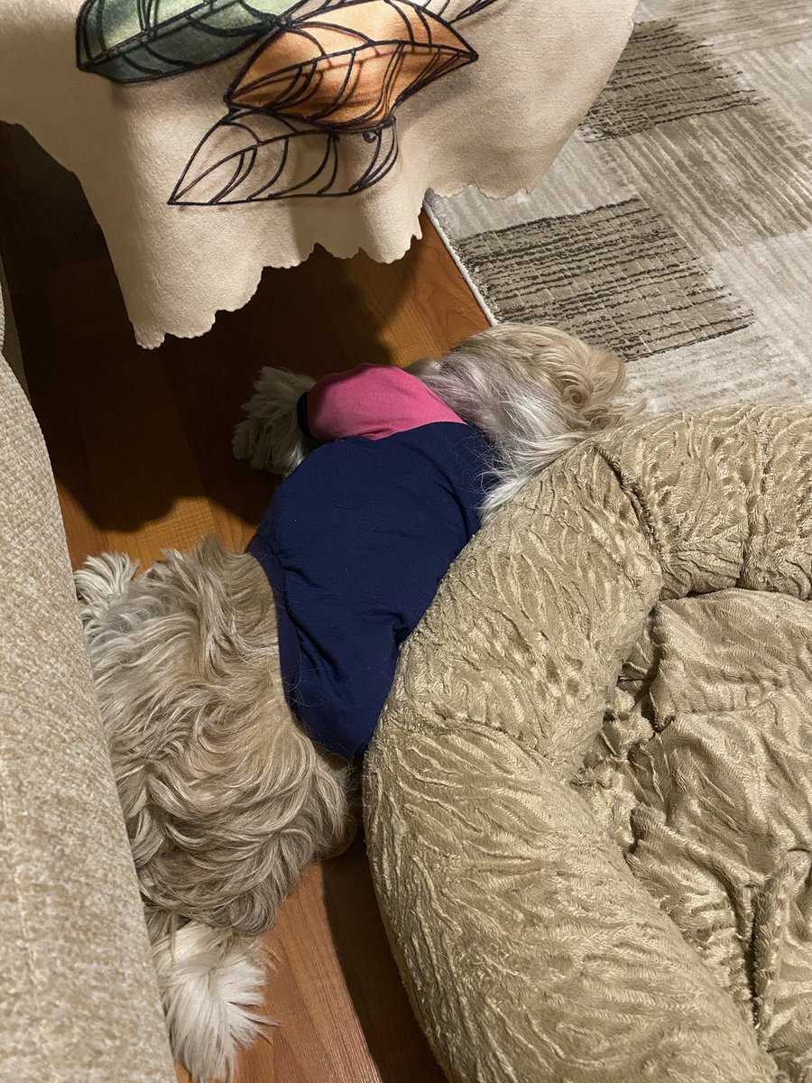 Uyurum uyurum heryerde uyurum 😂🐶🤍