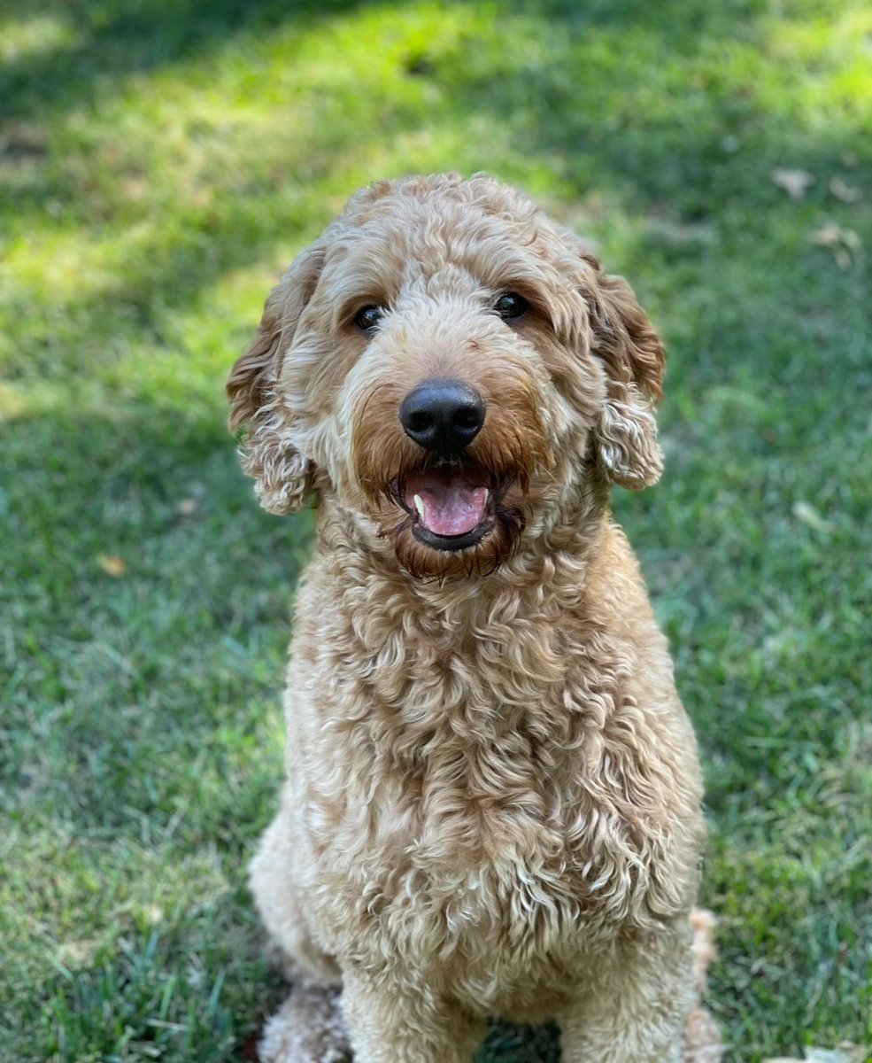 Sports Card Trader tweet media