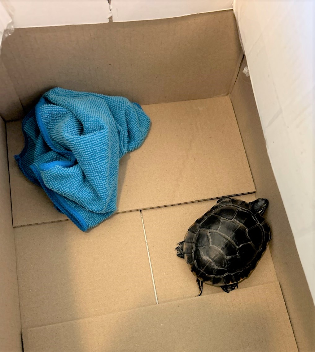 TSA_Northeast's tweet photo. Man was stopped by @TSA at @EWRairport checkpoint when the turtle that was stuffed down the front of his pants triggered an alarm. No need to hide your turtle in a towel down your pants. You can bring animals through checkpoints. https://t.co/IoW22L3huU https://t.co/eR5wc5lMwm