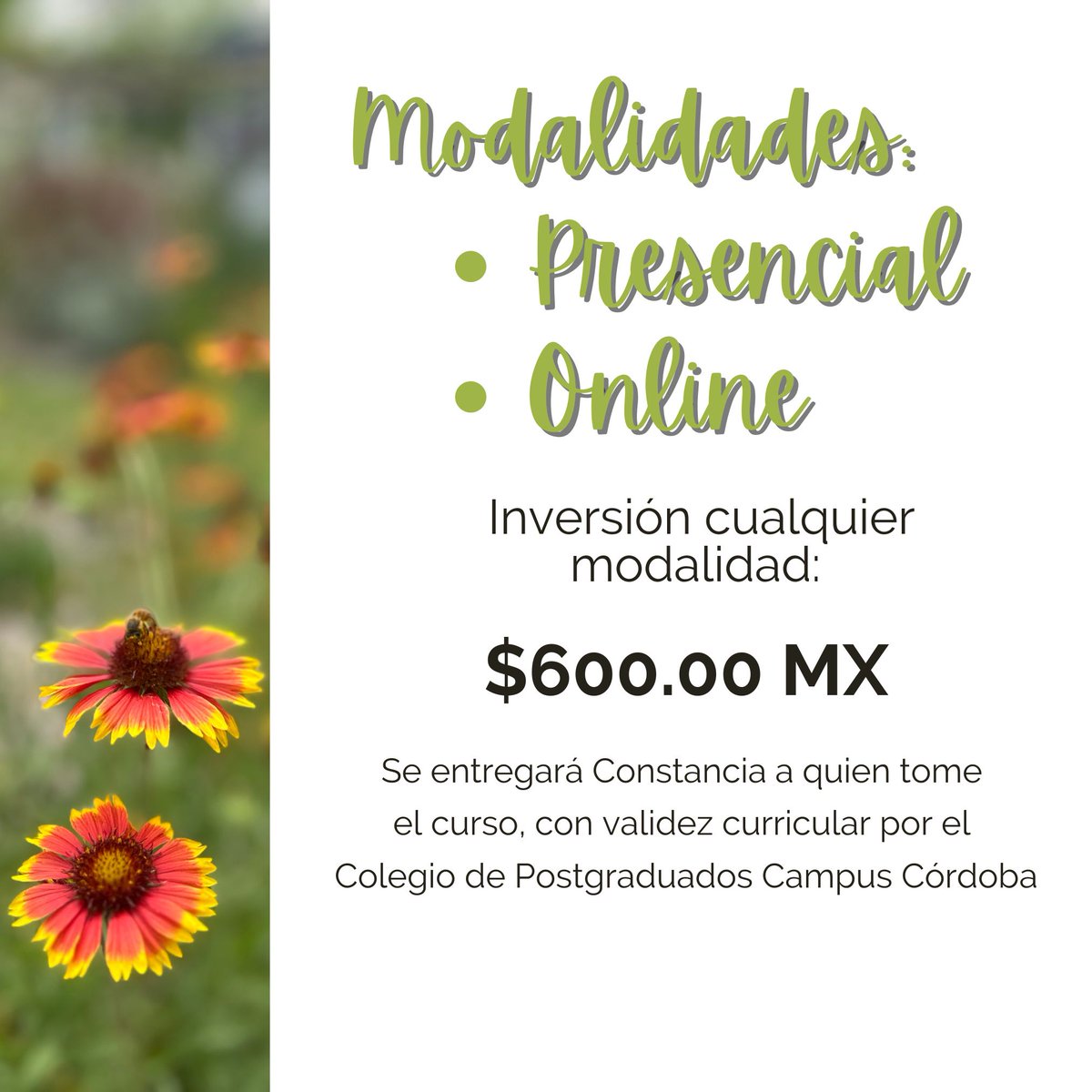 Colegio de Postgraduados Campus Córdoba (@colpos_cordoba) on Twitter photo Los invitamos al DÍA VERDE el próximo 25 de marzo (presencial y online), con la conferencia magistral y curso de Plantaciones #Naturalistas con el Dr. Wolfram Kirchner, de la Universidad Anhalt de #Alemania. Más informes en el correo laurab@colpos.mx. Los invitamos al DÍA VERDE el próximo 25 de marzo (presencial y online), con la conferencia magistral y curso de Plantaciones #Naturalistas con el Dr. Wolfram Kirchner, de la Universidad Anhalt de #Alemania. Más informes en el correo laurab@colpos.mx.
