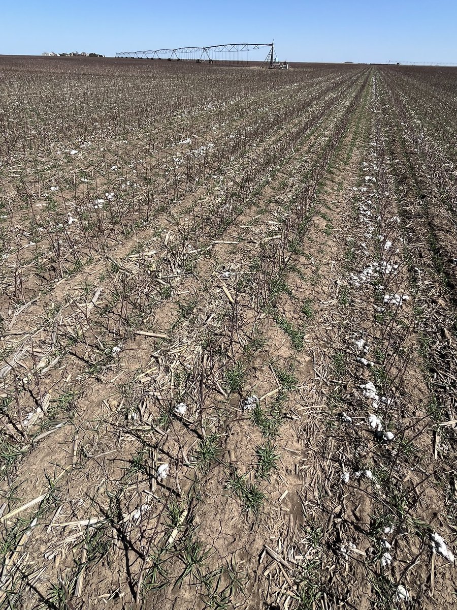 ryewrangler's tweet photo. Saw my first cotton plants ever in person. Banner day in history.
#cotton #hybridrye #texas #standcount #production @KwsUS_Rye https://t.co/3AkrqhJ4aq