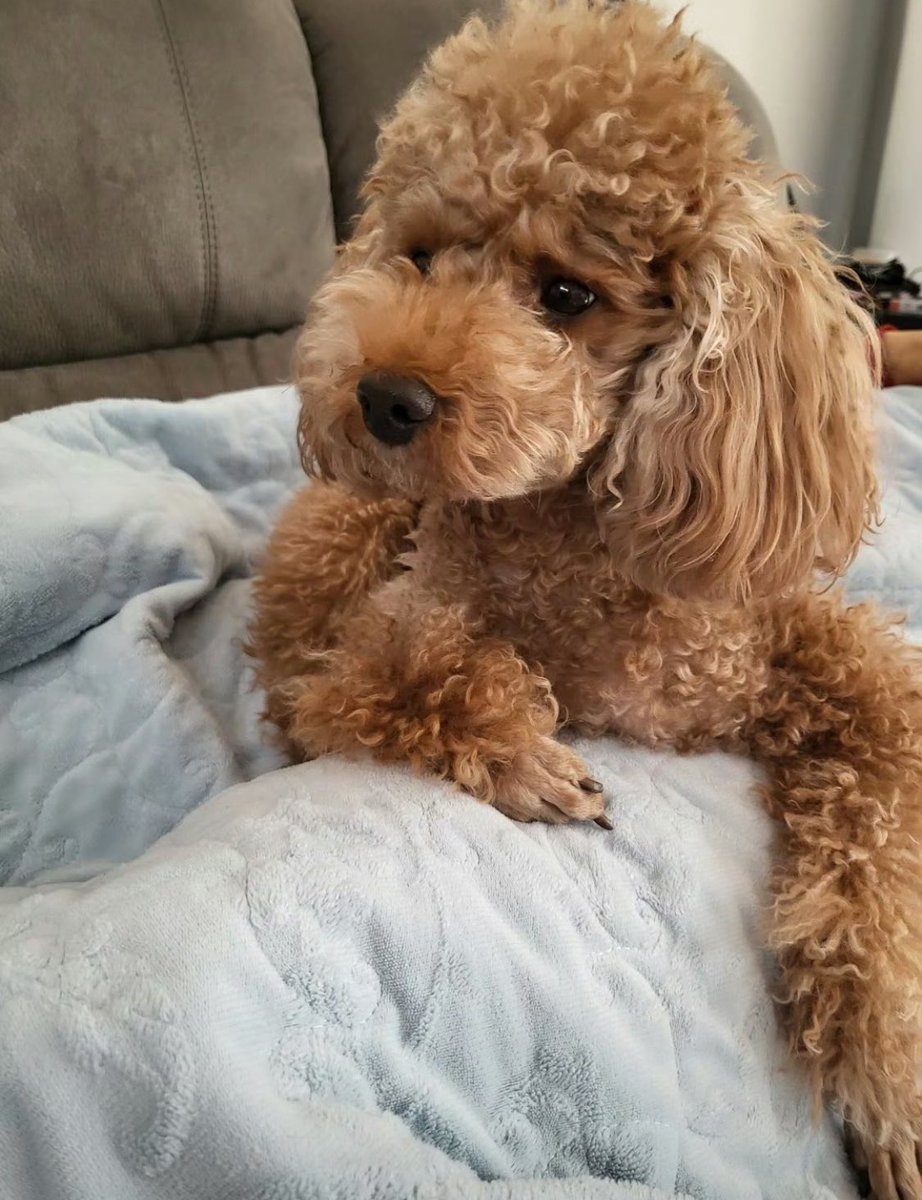 _agustd____yuan's tweet image. 220309 SUGA 🐱：只要躺下就會鑽進人懷裡的Holly太可愛啦... #SUGA_BDAY
#방탄의_그해_오늘 #BTS_that_year_today