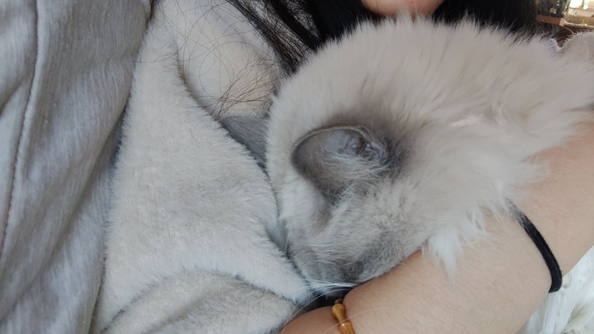 想看演唱会的库洛米 tweet media