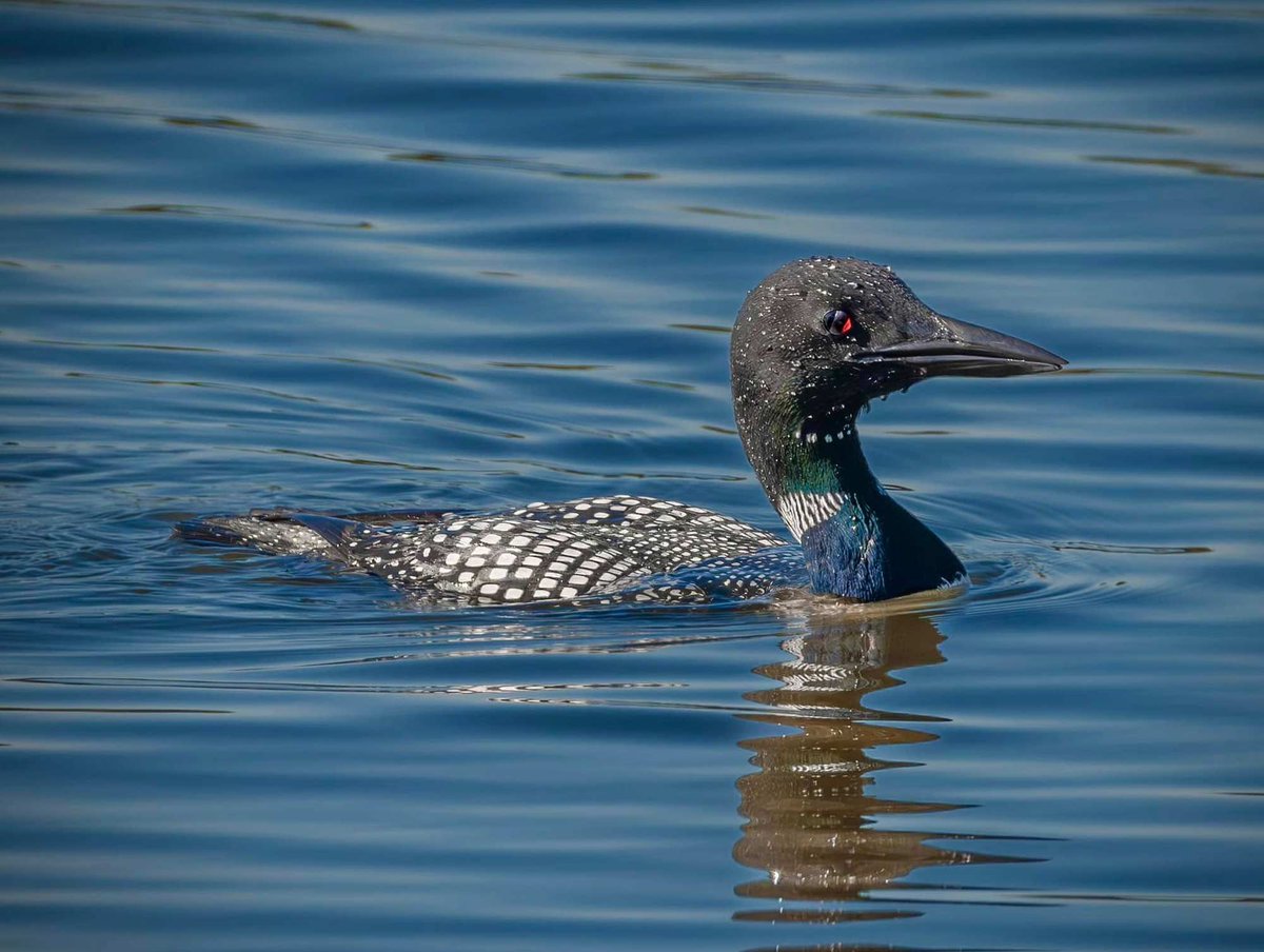 WillCoForests's tweet photo. Happening now: Common loons are making their spring migration. Keep an eye on local lakes and rivers. Have you spotted one? Share your sightings. #LoonWatch https://t.co/2D7ts6bRAZ