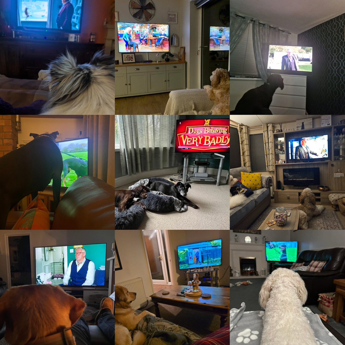 Graeme Hall tweet media