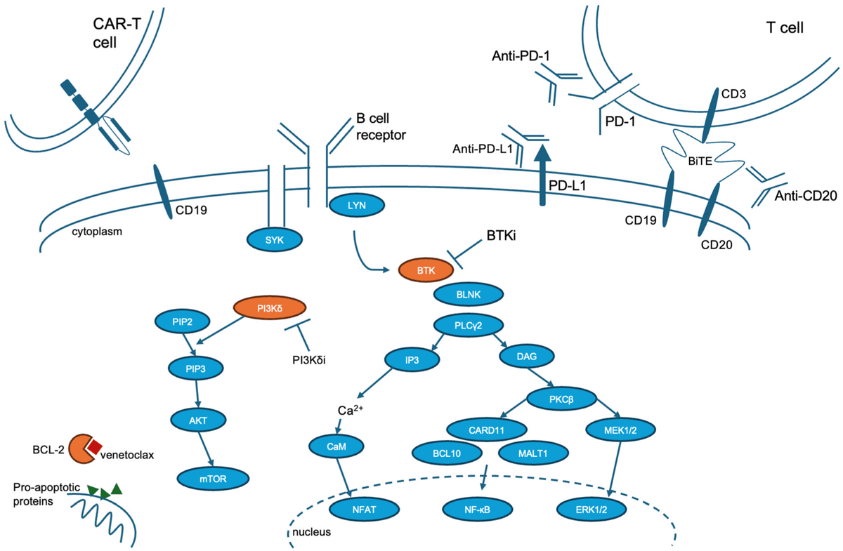 smbenlazar's tweet photo. Updates on the Treatment of Richter’s Syndrome, Including Novel Combination Approaches https://t.co/0YEQeZkrcY #mdpicancers via @Cancers_MDPI #leusm #lyms https://t.co/OAmCOZeNgV