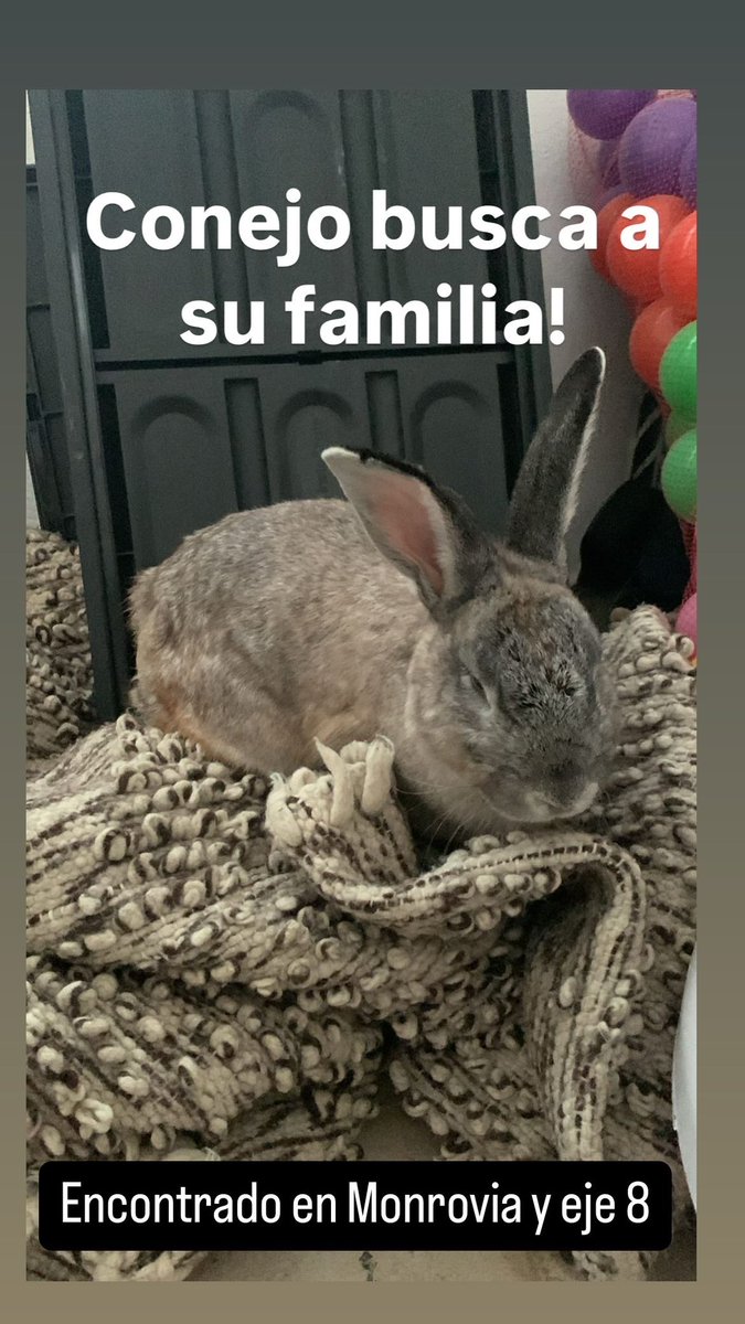 MariCarmen80's tweet photo. Conejo encontrado en Colonia Portales. Busca a su familia. Está en resguardo. RT https://t.co/a5A1nEdTLy