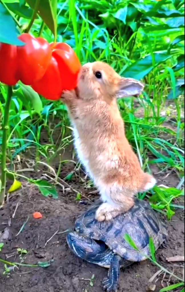 Hola mi gente bonita, excelente tardecita ō noche de éste precióso Martes  🥰
~ Sómos ricos cuando tenemos Salud, tódo lo demás son puros lujos ❤️🍀❤️