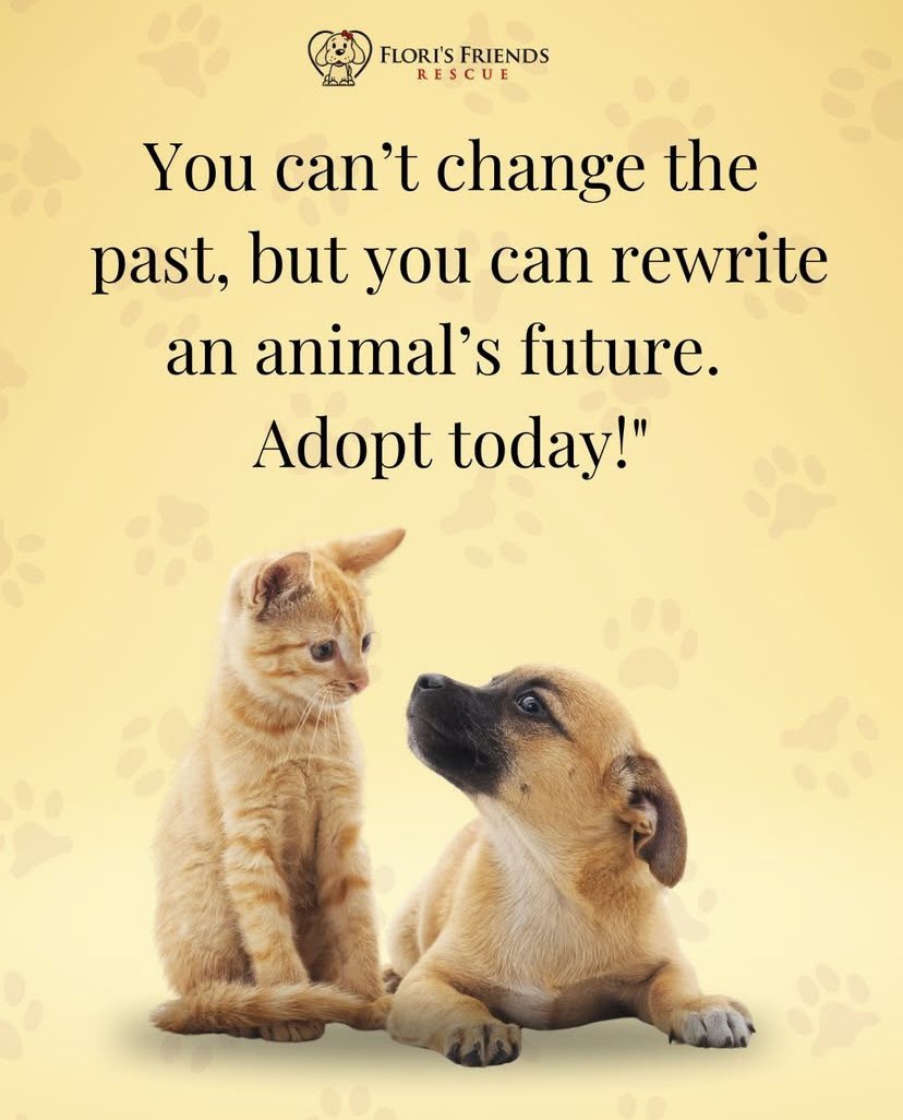 Nicholas Taylor (@nicktaylorllb) on Twitter photo Quote of the day by <a href="/FlorisFriends/">Flori's Friends Rescue</a>
“You can't change the past, but you can rewrite an animal's future. Adopt today!”
Please give <a href="/FlorisFriends/">Flori's Friends Rescue</a> a follow & check them out if you’re considering a rescue pet . Quote of the day by <a href="/FlorisFriends/">Flori's Friends Rescue</a>
“You can't change the past, but you can rewrite an animal's future. Adopt today!”
Please give <a href="/FlorisFriends/">Flori's Friends Rescue</a> a follow & check them out if you’re considering a rescue pet .