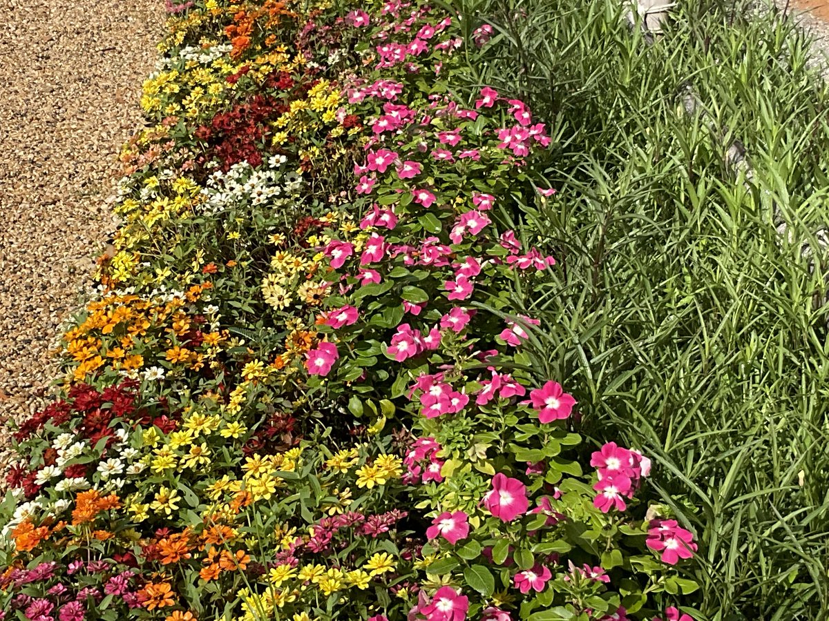 capcorgii's tweet image. 💐