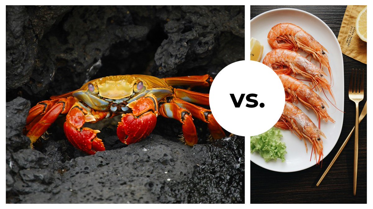 quantlenz's tweet image. 🦀 Crabs vs. 🍤 Shrimp – Who’s Winning?

Two trading styles, one winner!

🔵 Crabs (🔗bit.ly/4htNhQO) – Slow, steady gains.
🔴 Shrimp (🔗bit.ly/41JEyUG) – Small but bold moves.
We ran the data on #QuantLenz—who’s performing better with $SUI? Guess below!

#SUI