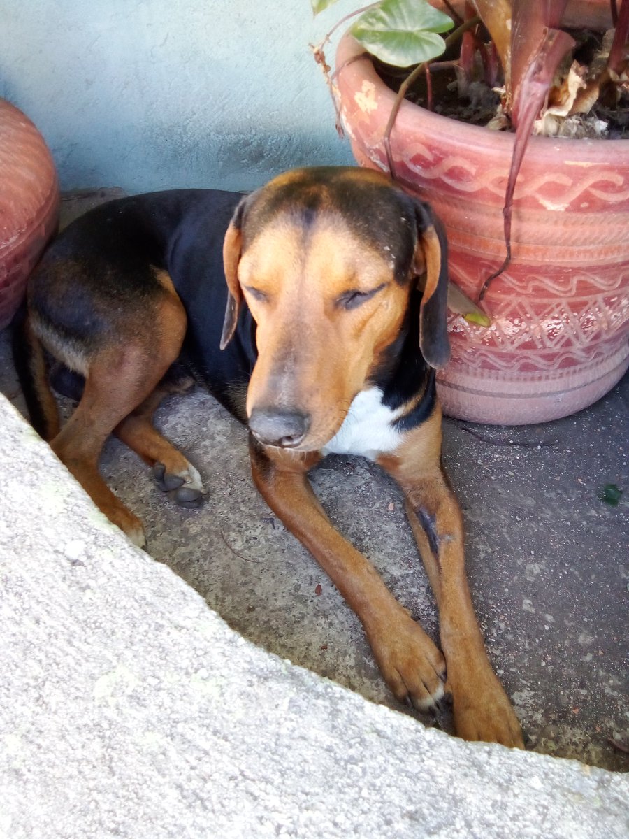 HASSANGLO's tweet image. Pago móvil 9407765 04145357634 banco del tesoro Paypal ragigevalera@gmail.com por favor quién pueda ayudarme para los perritos 🐕🐕‍🦺🙏 gracias