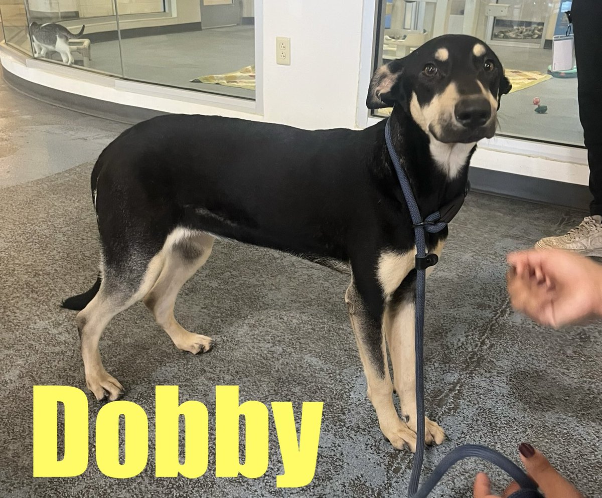 ballsdeepindoge's tweet photo. 🚨 Looking for Forever Homes! 🚨

I recently had the privilege of visiting Palm Valley Animal Sanctuary Texas, and now I’m on a mission to find loving homes for 4 amazing dogs that are ready to start a new chapter of their lives. 🐶❤️

✅ Adoption fees covered by Doge Van
✅ Transport fees covered by Doge Van
✅ All they need is YOU to give them a loving home!

These dogs have so much love to give, and I know there’s a perfect family out there for each of them. 

Please take a moment to check the comments for details about each dog, and if you can’t adopt, sharing this post can help them find their forever home faster! 

Together, we can make a difference!