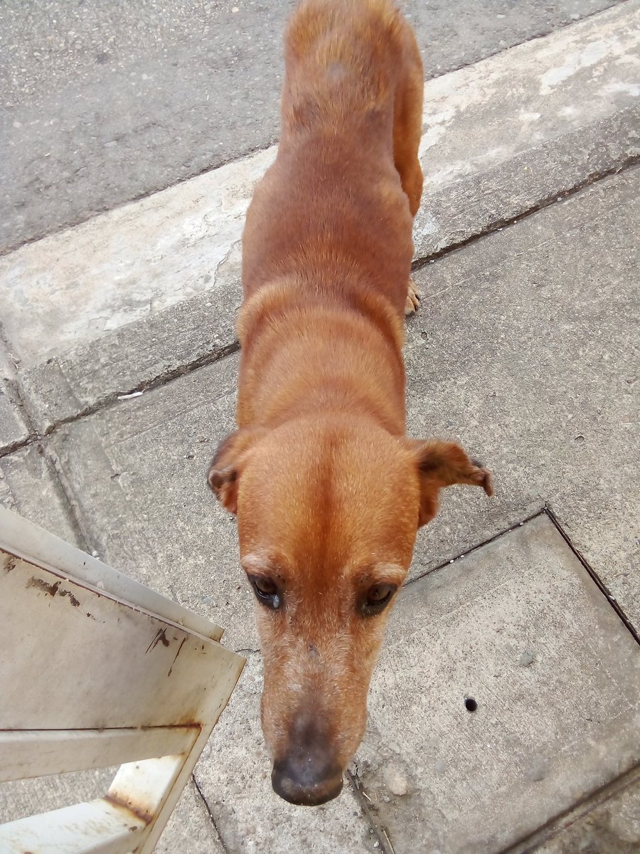 HASSANGLO's tweet image. Pago móvil 9407765 04145357634 banco del tesoro Paypal ragigevalera@gmail.com por favor quién pueda ayudarme para los perritos 🐕🐕‍🦺🙏 gracias