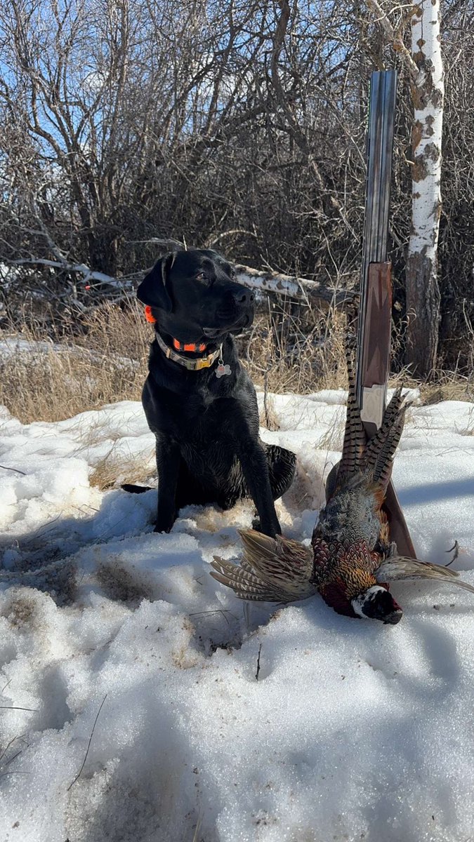 FOWLED UP tweet media