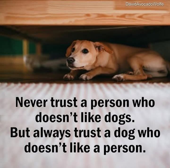 FunStickerPics's tweet image. Dogs know people better than people know people.