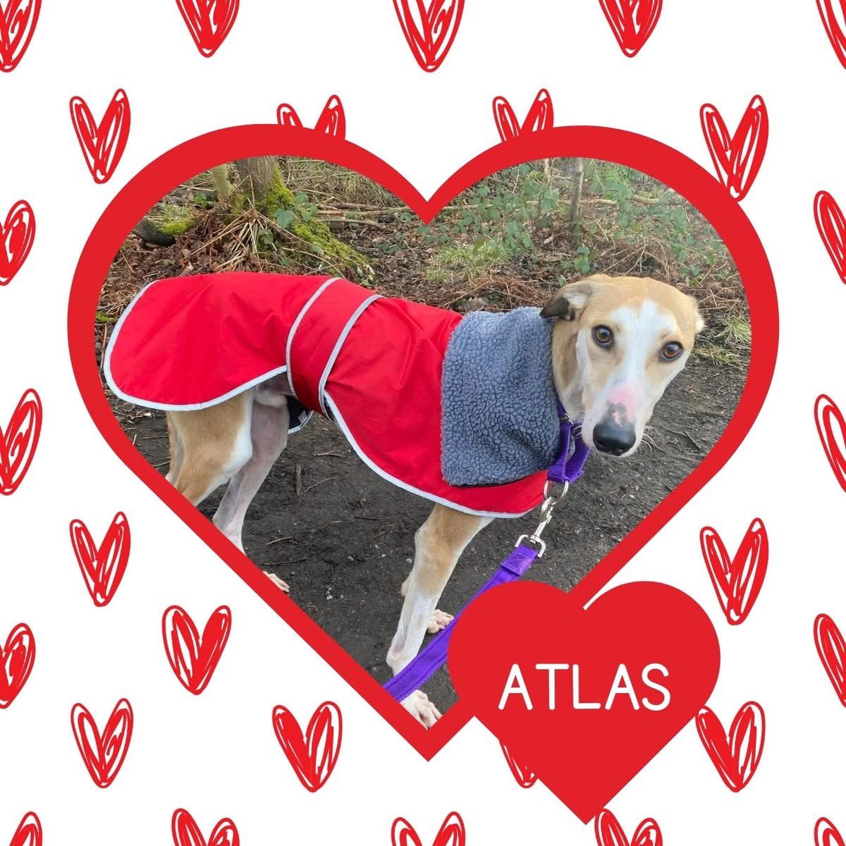 Atlas is a young lurcher with a wonderful temperament and so many great qualities. He walks beautifully on the lead, isn’t fazed by loud noises, children, or other dogs of any size, and is a gentle boy #rehomehour