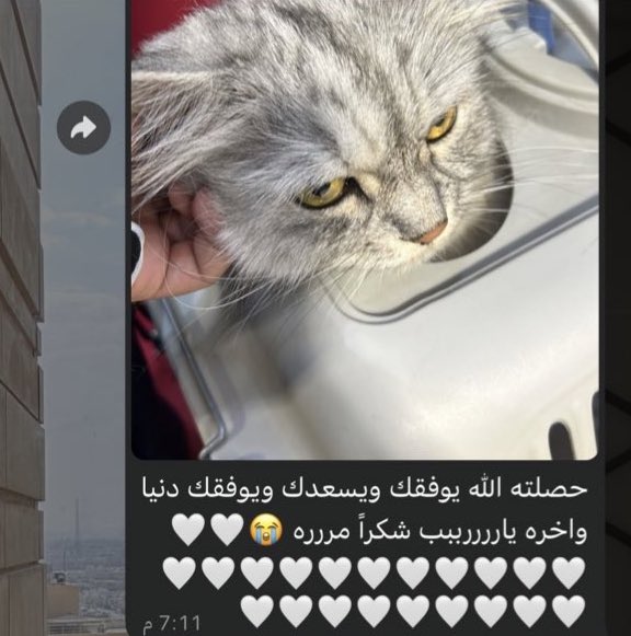Volunteer Peace السلام التطوعية tweet media