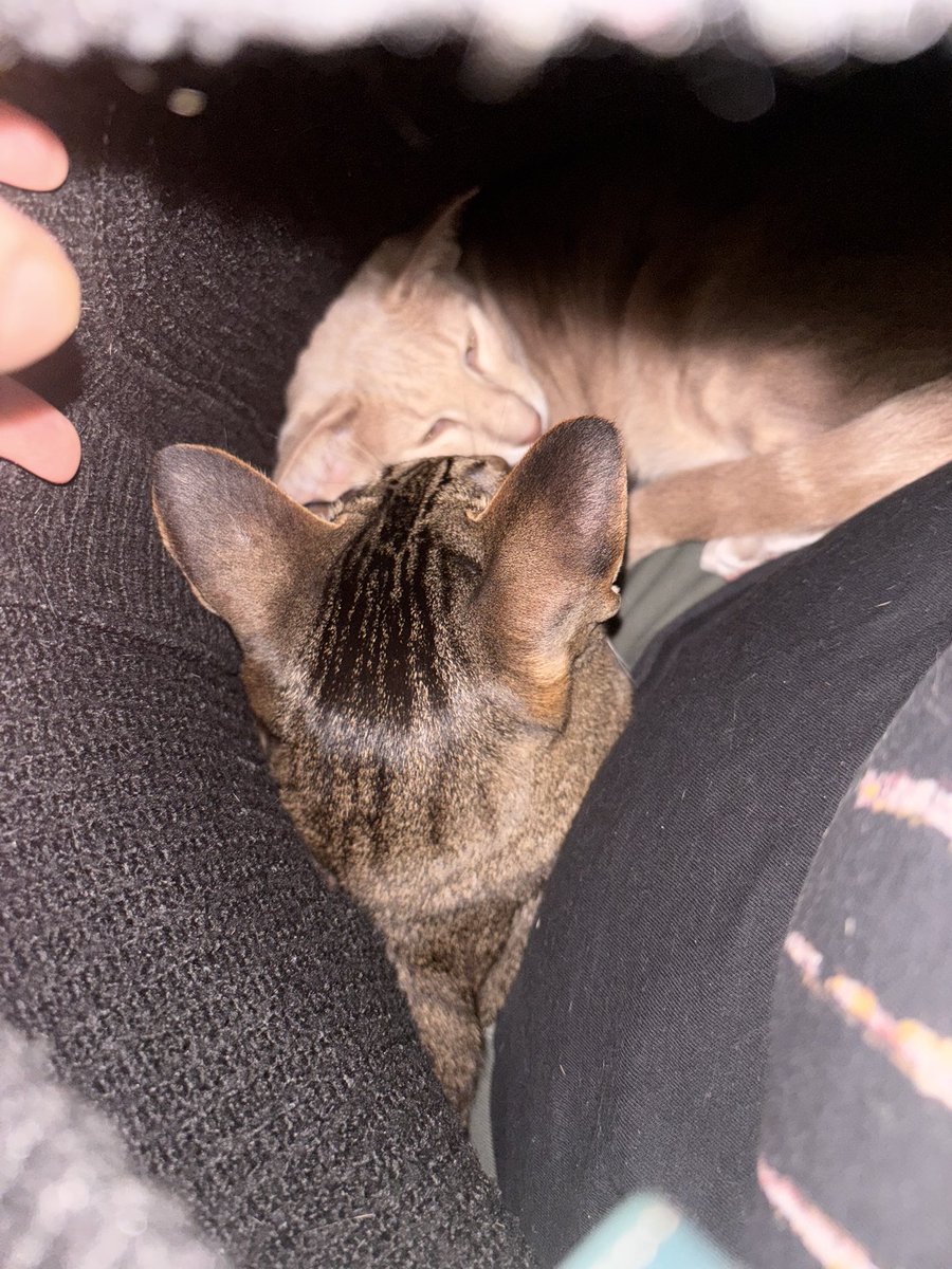 Ahsoka_Butters's tweet image. I have 2 kittos in my cardigan….whilst I’m wearing it 🤣 #snugglebugs #ahsokaandbutters #ahsokatheorientalshorthair #butterstheorientalshorthair #canthaveanythingtomyself
