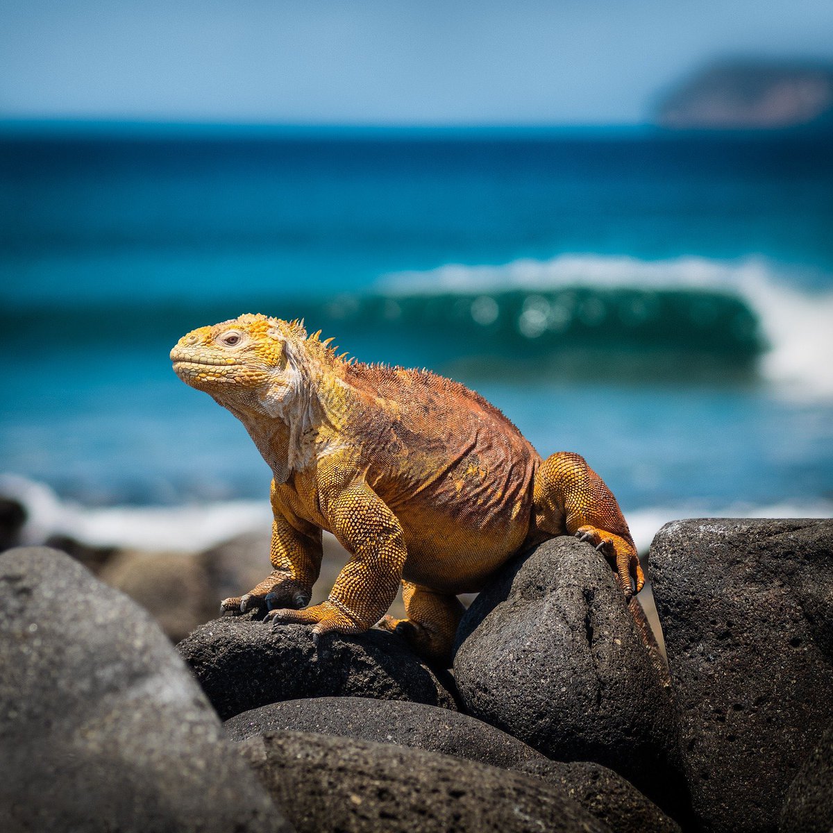 #Galapagos 490 years of a unique natural treasure, home to thousands of protected species. Our commitment is to safeguard this World Heritage area from plastic pollution through effective, legally binding measures.
