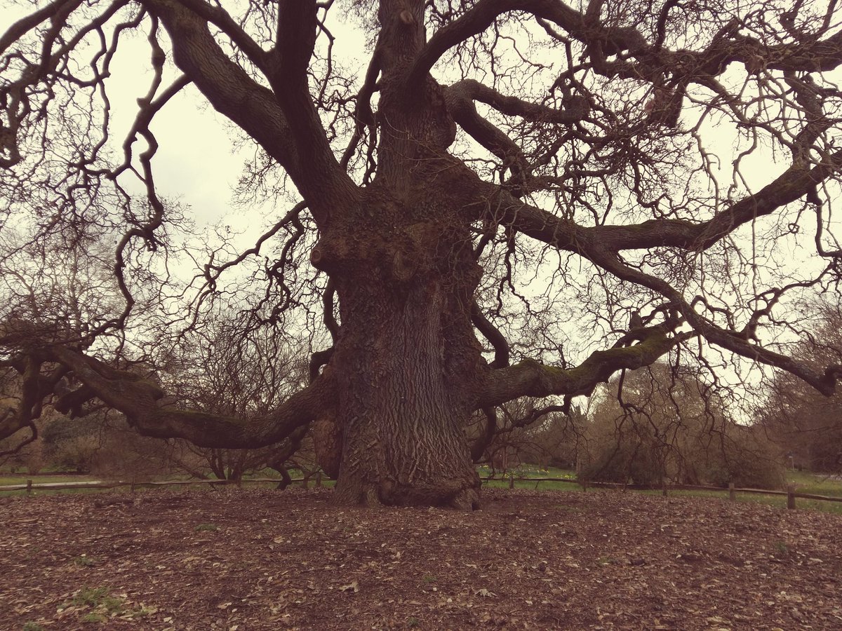 MrsOblivious's tweet image. #thicktrunktuesday #Kew