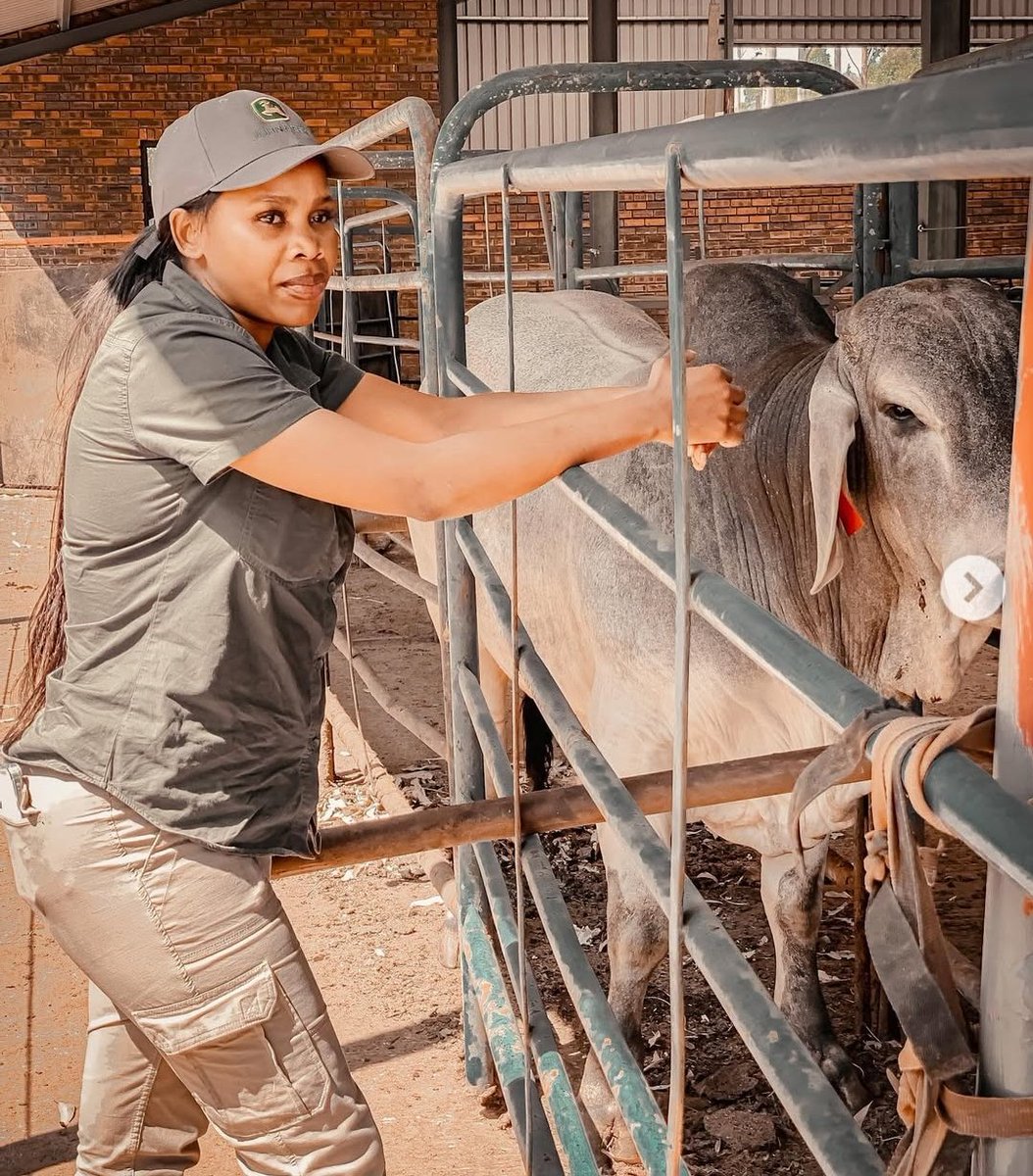 ISephara's tweet image. Meet Ayanda Zulu, 32 year old commercial farmer in Nongoma,KZN who plants &amp;amp; harvests over 8 tons of maize, cabbage &amp;amp; sugarbeans a year.
She also breeds cows &amp;amp; has sold over 1000 cows since 2017 to national feedlots like 'Karan Beef' &amp;amp; 'TripleA Beef'

Black farmers, the future💫👌🏽