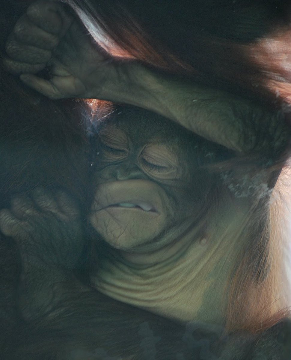 TheGreatestApes's tweet image. someone PLEASE help that baby 😭