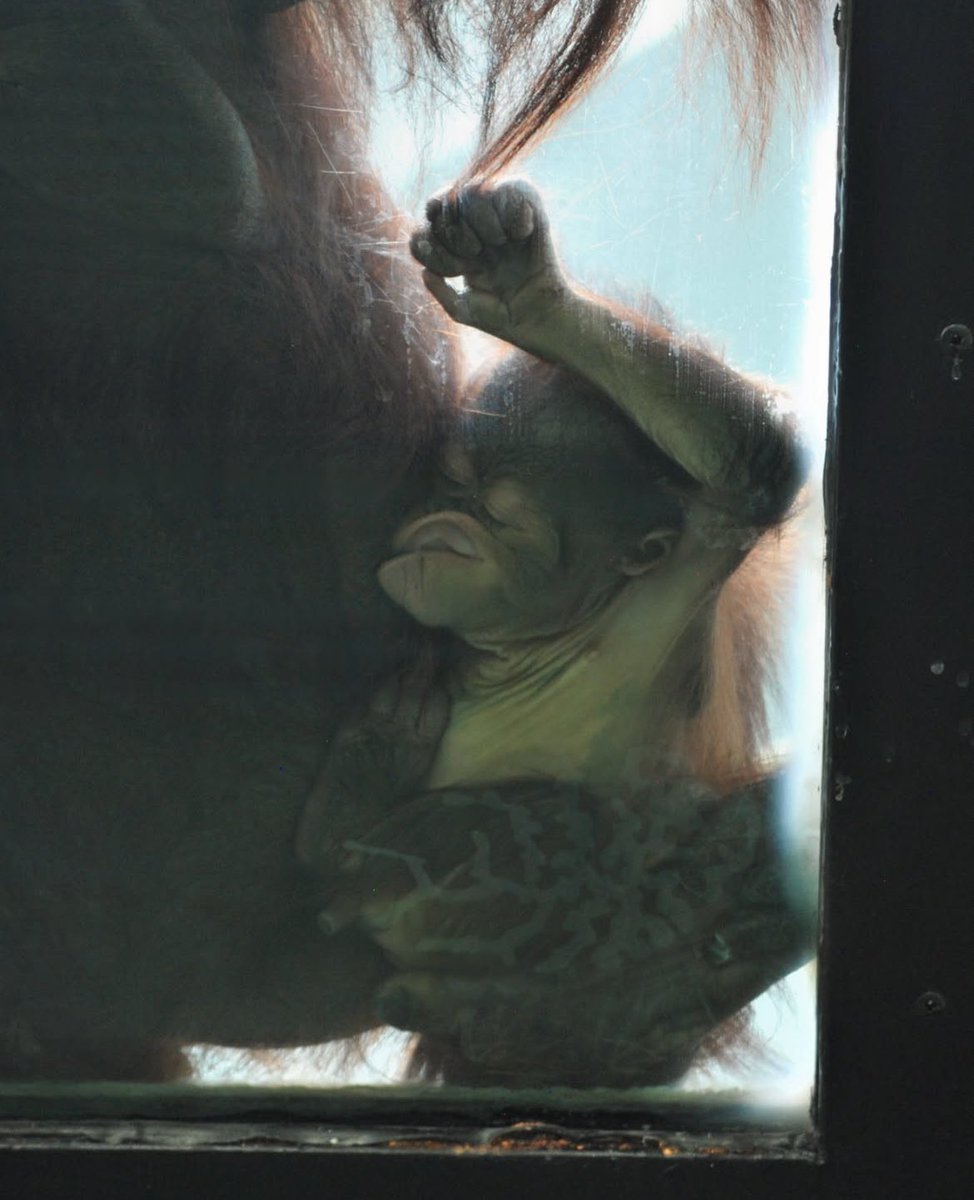 TheGreatestApes's tweet image. someone PLEASE help that baby 😭