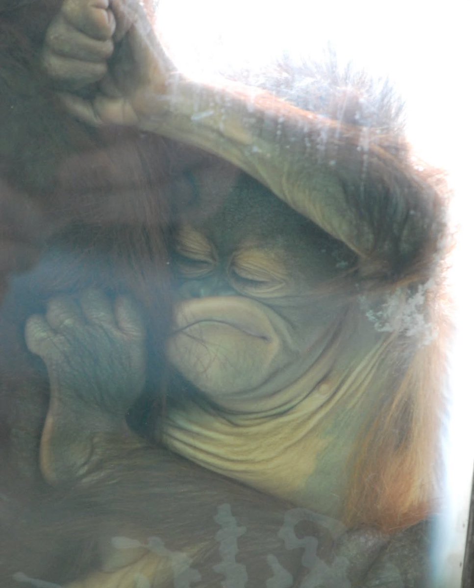 TheGreatestApes's tweet image. someone PLEASE help that baby 😭