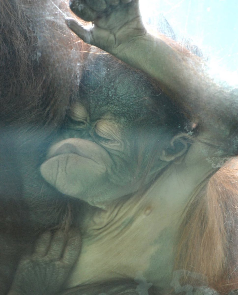 TheGreatestApes's tweet image. someone PLEASE help that baby 😭