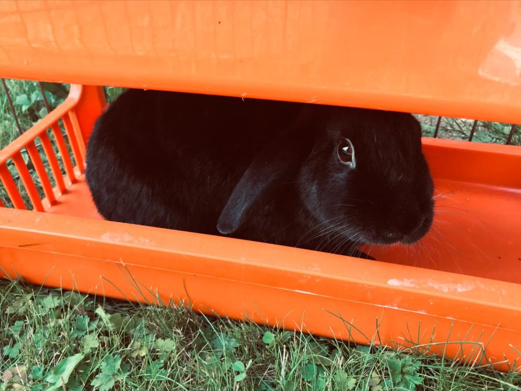 WitchyTQ's tweet photo. 🐰 Rabbits looking for Foster Homes 🐰  

The Vancouver Rabbit Rescue is overcrowded and fosters are returning rabbits now that travel season is in full swing, can you take in a little one in need until they find their forever home? https://t.co/TsRBbuRLy0