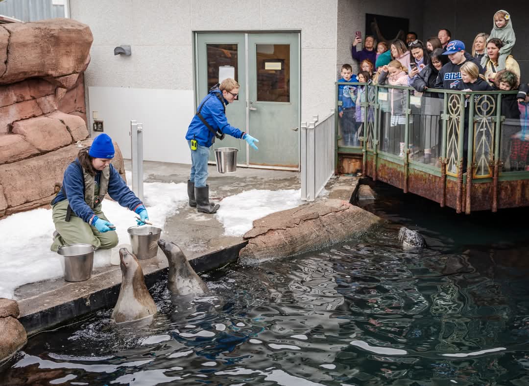 The FUN-dy Discovery Aquarium will be open 10 am - 12 pm this THURSDAY and FRIDAY for NS March Breakers and locals to visit! Come on out to explore our underwater exhibits, interpretive touch tank, seal fun facts safari and seal feeding at 11 am!